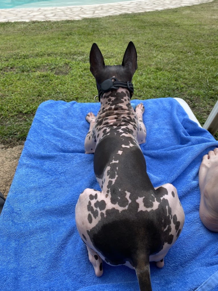 Link Chaplin Ferme, an American Hairless Terrier tested with EmbarkVet.com