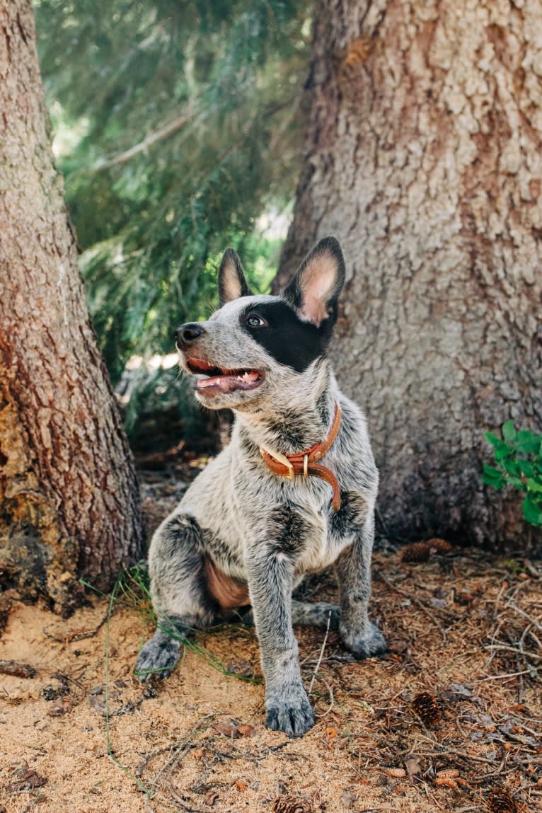 Ranger, an Australian Cattle Dog tested with EmbarkVet.com