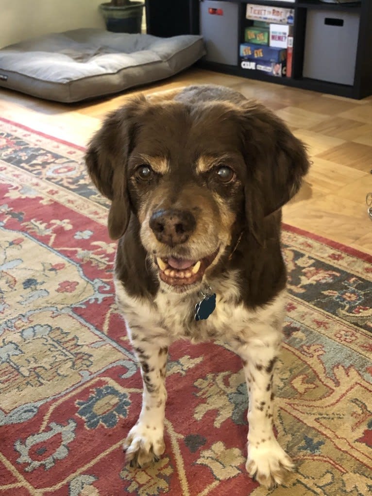 Teddy, a Brittany tested with EmbarkVet.com