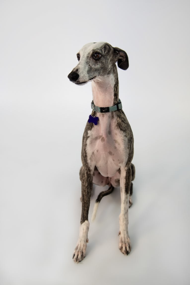 Mimi, a Whippet tested with EmbarkVet.com