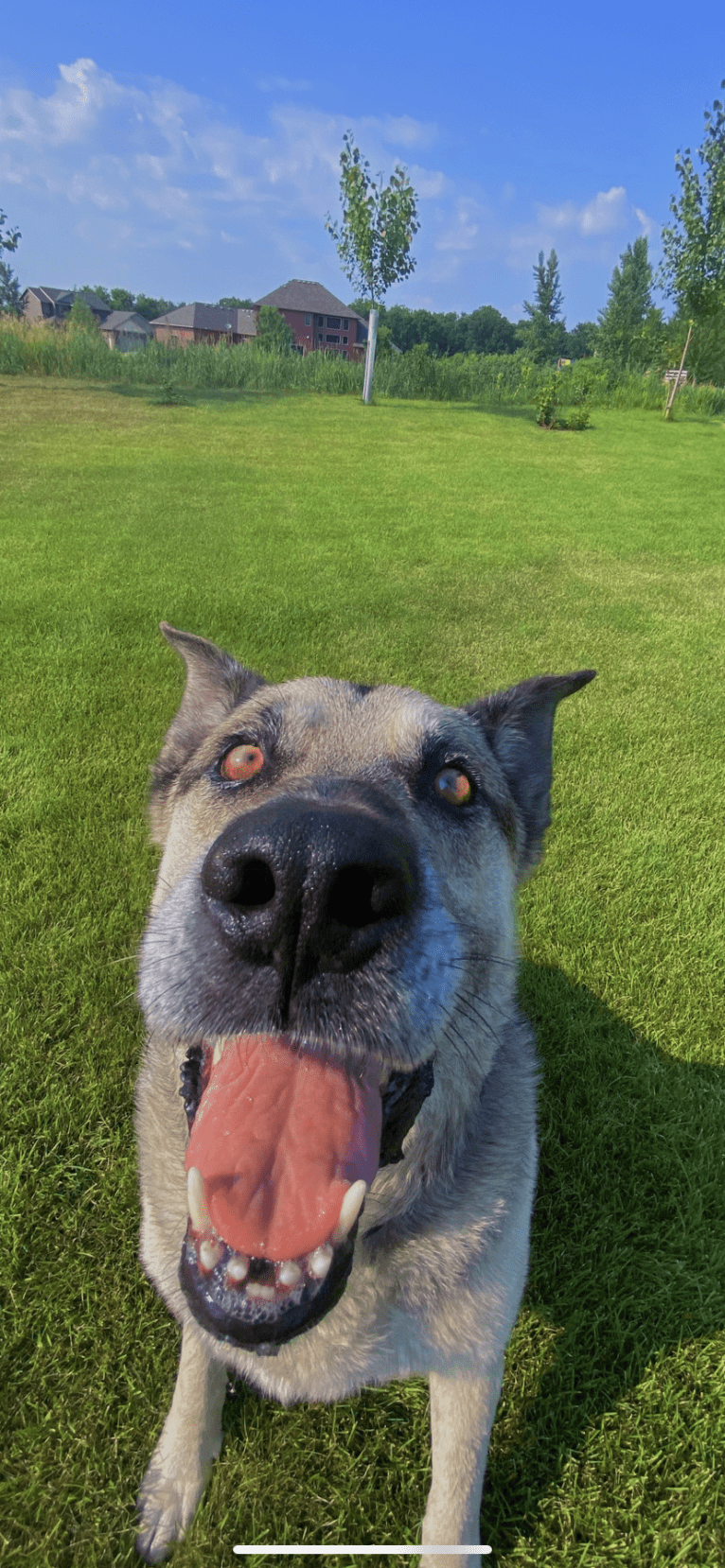 Tiko, a German Shepherd Dog and Perro de Presa Canario mix tested with EmbarkVet.com