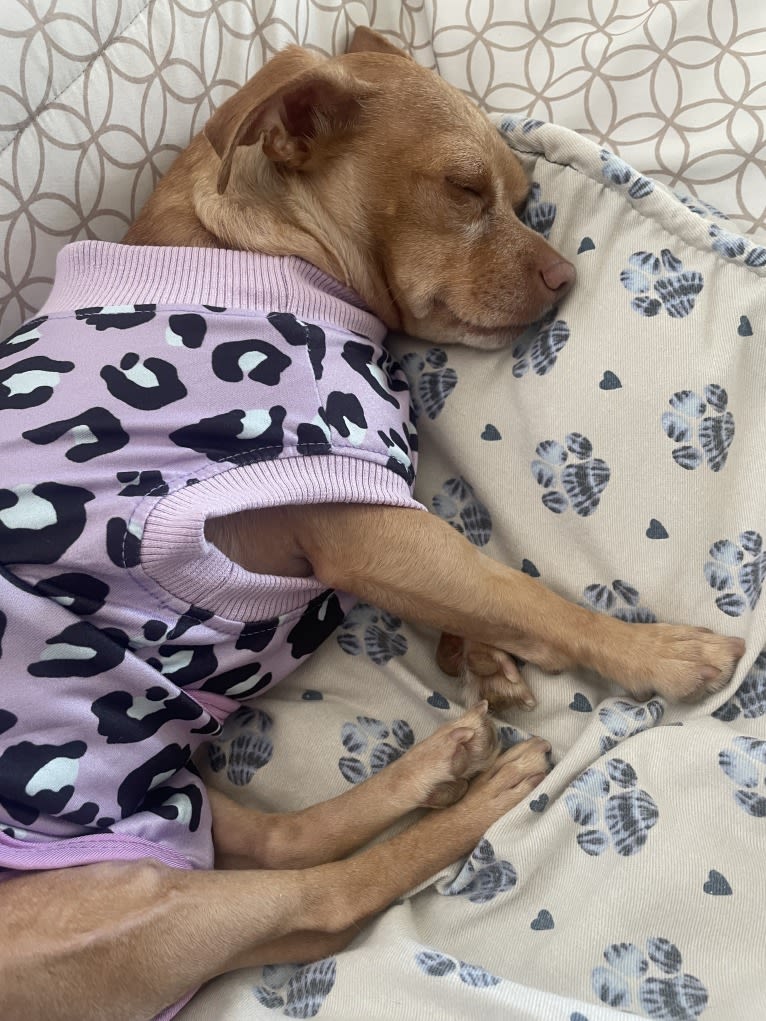 Lily, a Chihuahua and Rat Terrier mix tested with EmbarkVet.com