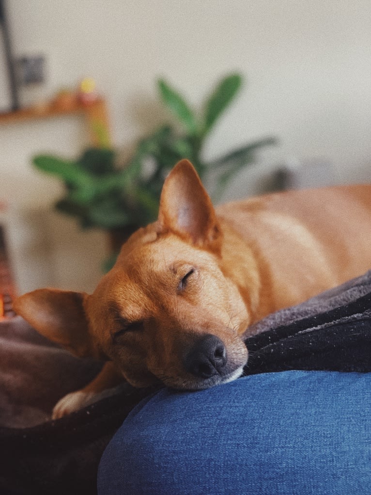 Pepper, a Russell-type Terrier and Australian Cattle Dog mix tested with EmbarkVet.com