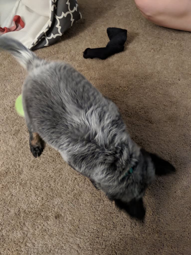 Odin 'stinky butt' Mussatti, an Australian Cattle Dog tested with EmbarkVet.com