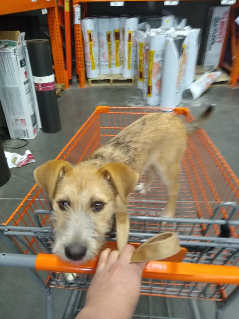 Coral Bean, a Siberian Husky and Australian Cattle Dog mix tested with EmbarkVet.com