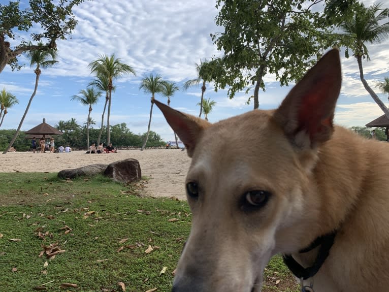 Becky, a Southeast Asian Village Dog tested with EmbarkVet.com