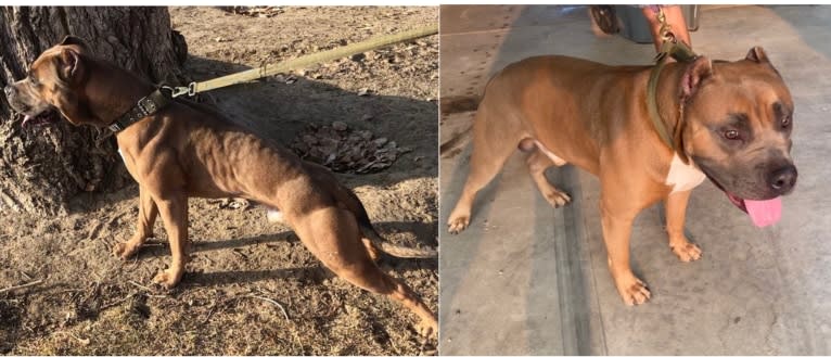 Storm King, an American Bully tested with EmbarkVet.com