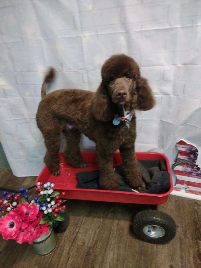 Dewy, a Poodle (Standard) tested with EmbarkVet.com