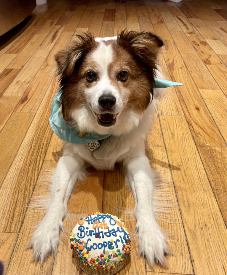 Cooper, an Australian Cattle Dog and Shih Tzu mix tested with EmbarkVet.com