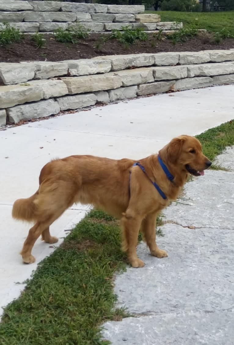 Pierre-luc, a Golden Retriever tested with EmbarkVet.com