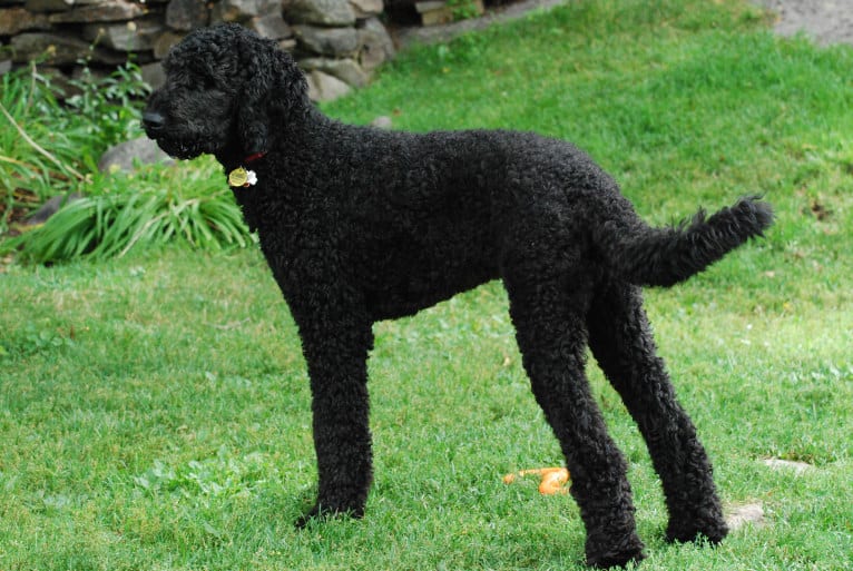 Tynan, a Poodle (Standard) and Labrador Retriever mix tested with EmbarkVet.com