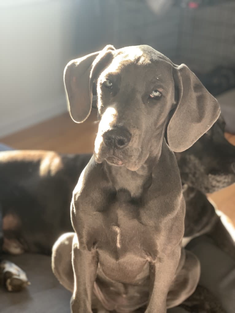 Luna, a Great Dane tested with EmbarkVet.com