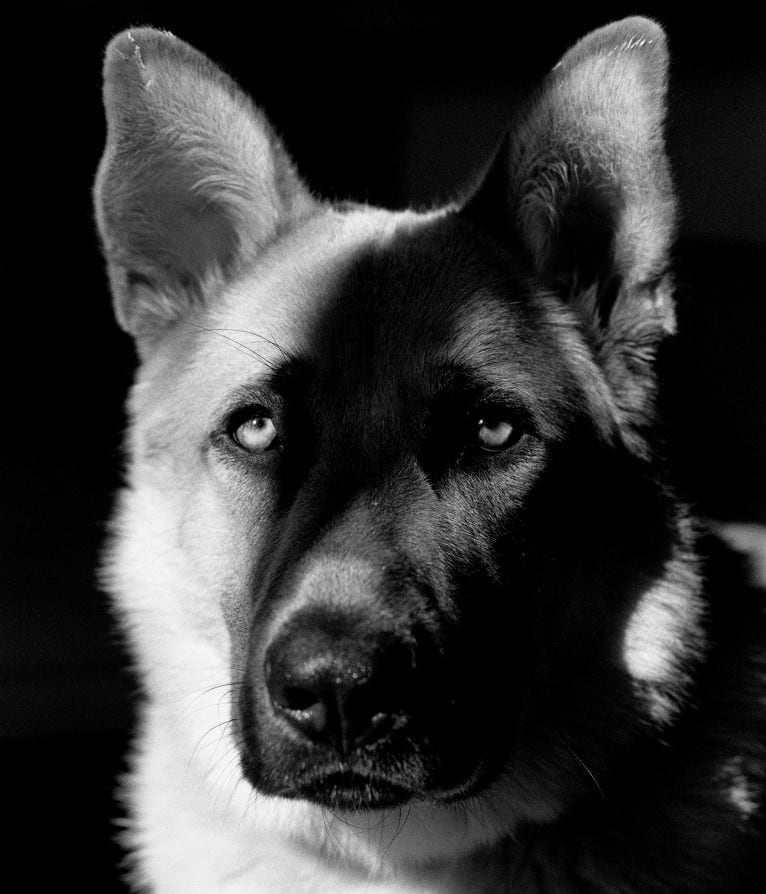 Boban, a German Shepherd Dog and Great Pyrenees mix tested with EmbarkVet.com