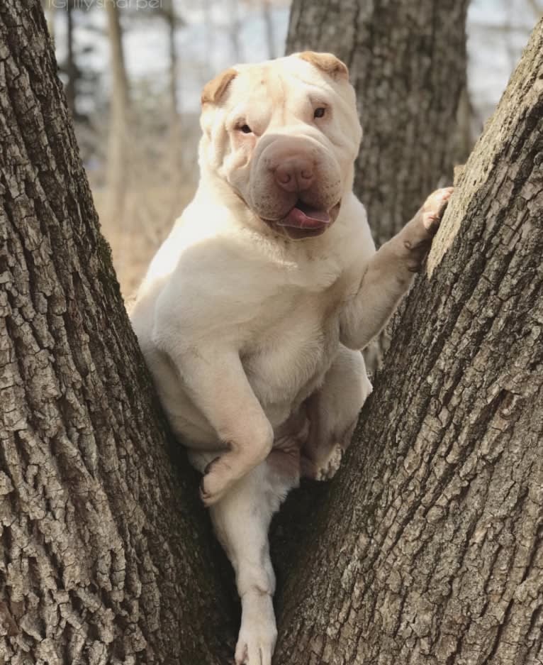 Oleander’s lily of the valley, a Chinese Shar-Pei tested with EmbarkVet.com