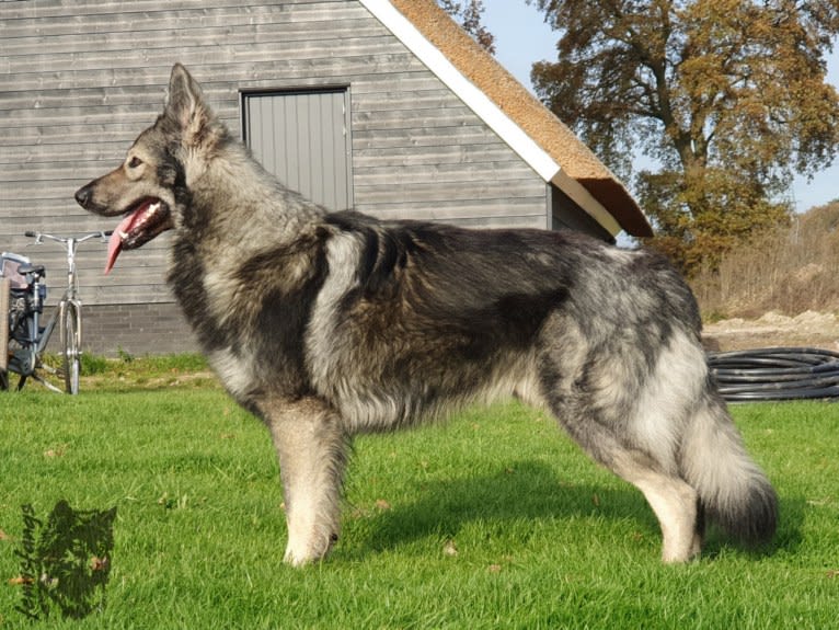 OZAI, a German Shepherd Dog tested with EmbarkVet.com