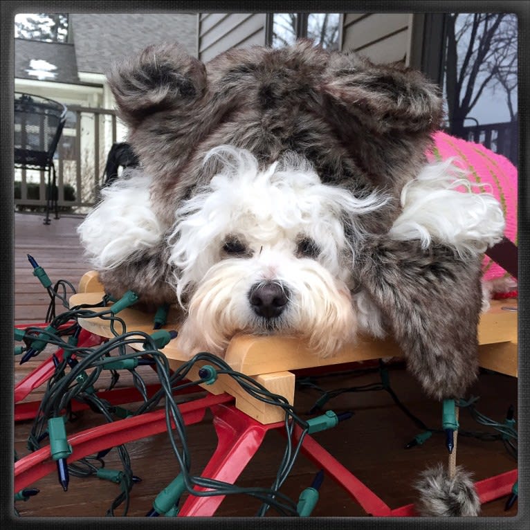 Georgia Caroline, a Bichon Frise tested with EmbarkVet.com