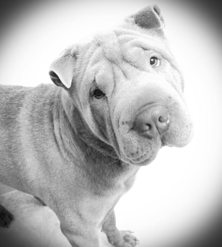 Bubba, a Chinese Shar-Pei tested with EmbarkVet.com