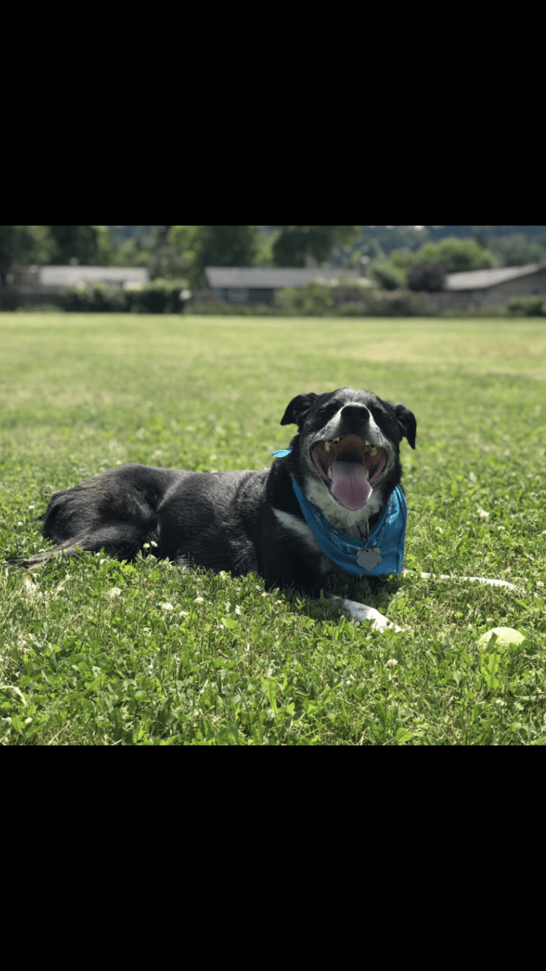 Sam, a Border Collie and American Pit Bull Terrier mix tested with EmbarkVet.com