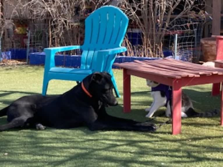 Baxter, a German Shepherd Dog and Great Dane mix tested with EmbarkVet.com