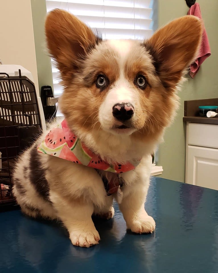 Lexi, a Pembroke Welsh Corgi and Cardigan Welsh Corgi mix tested with EmbarkVet.com