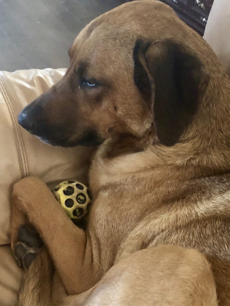 Sansa, a Labrador Retriever and German Shepherd Dog mix tested with EmbarkVet.com