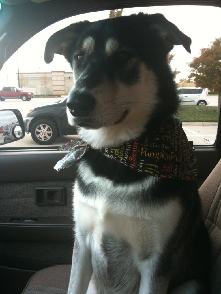 Bella, a Labrador Retriever and Siberian Husky mix tested with EmbarkVet.com