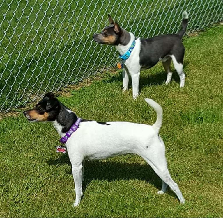 Ruby, a Rat Terrier tested with EmbarkVet.com