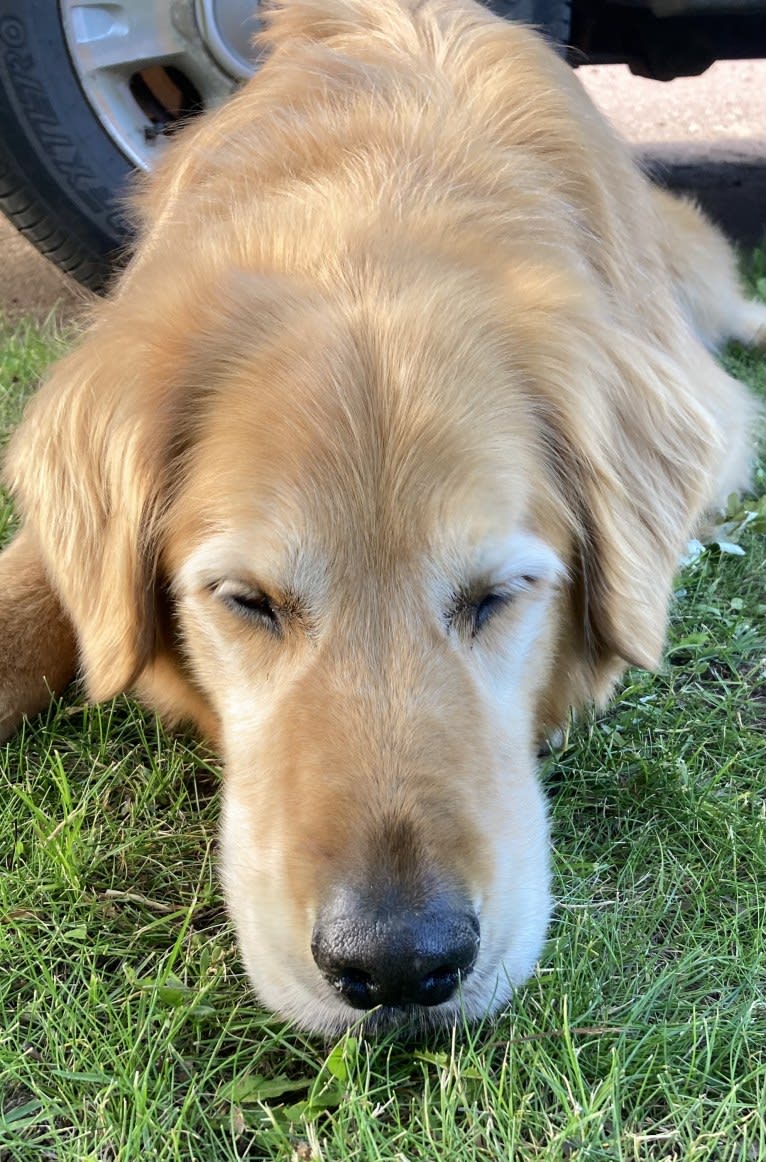 Timber “Gross Manor’s I’ll Be The One You Won’t Forget”, a Golden Retriever tested with EmbarkVet.com