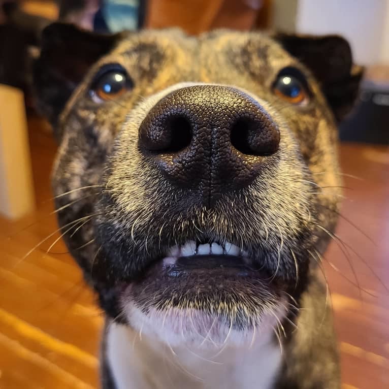 Latke, an American Pit Bull Terrier and Australian Cattle Dog mix tested with EmbarkVet.com