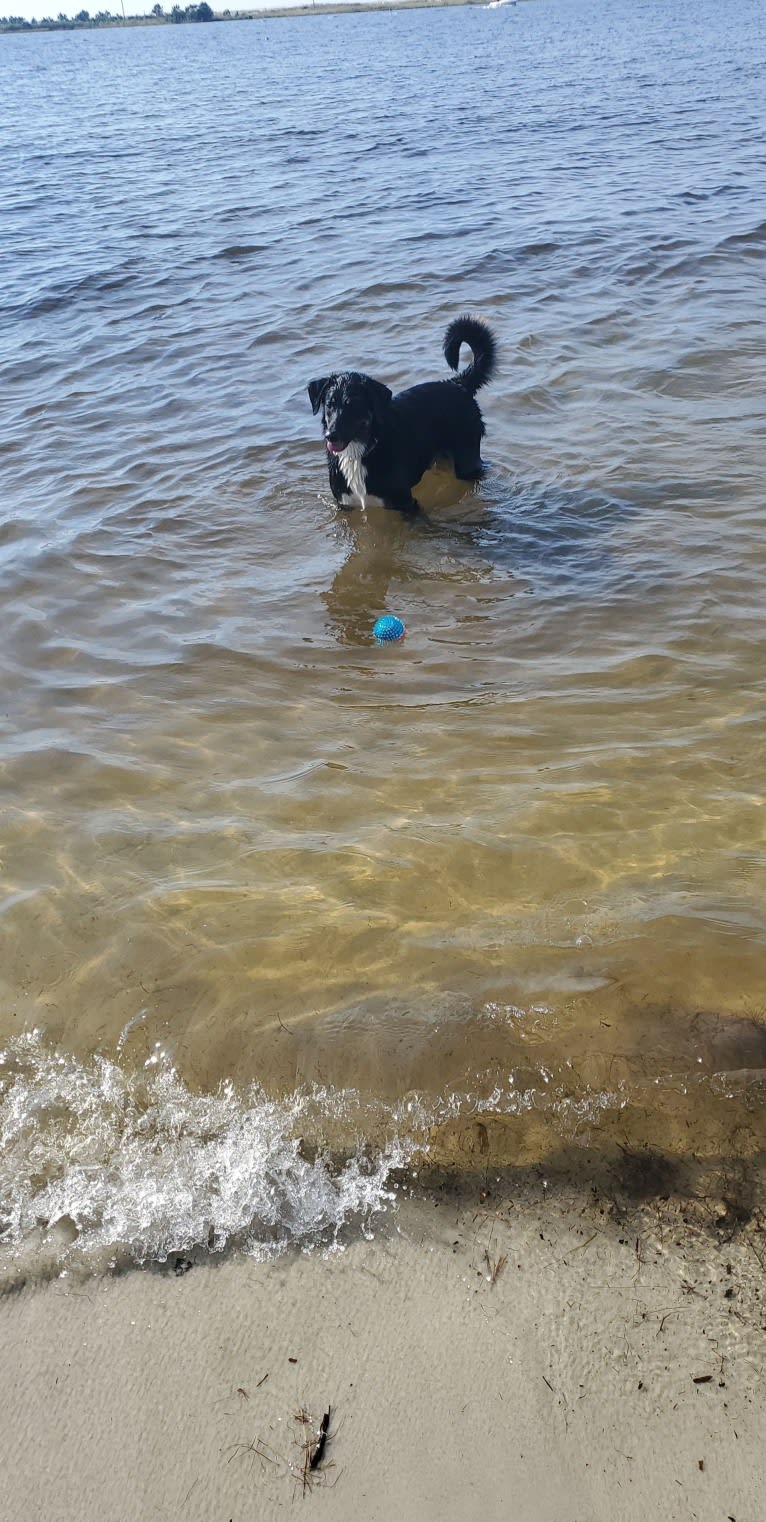 Louyie, a Border Collie and Labrador Retriever mix tested with EmbarkVet.com