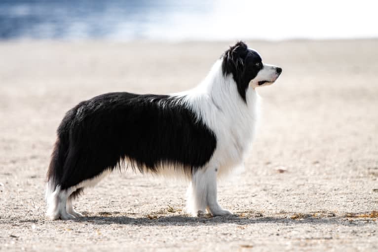 Crown, a Border Collie tested with EmbarkVet.com