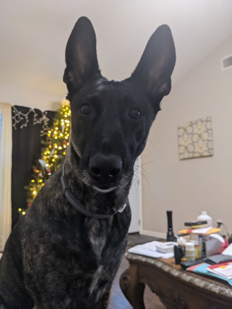 Mako, a Dutch Shepherd tested with EmbarkVet.com