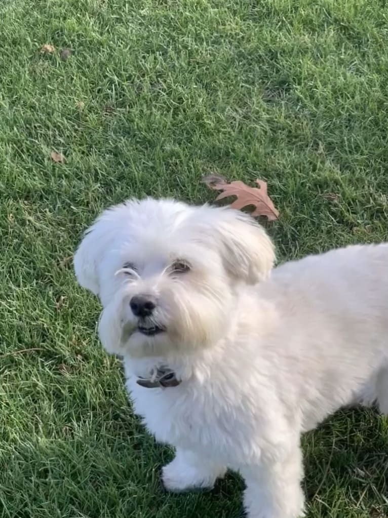 Bastien, a Havanese tested with EmbarkVet.com