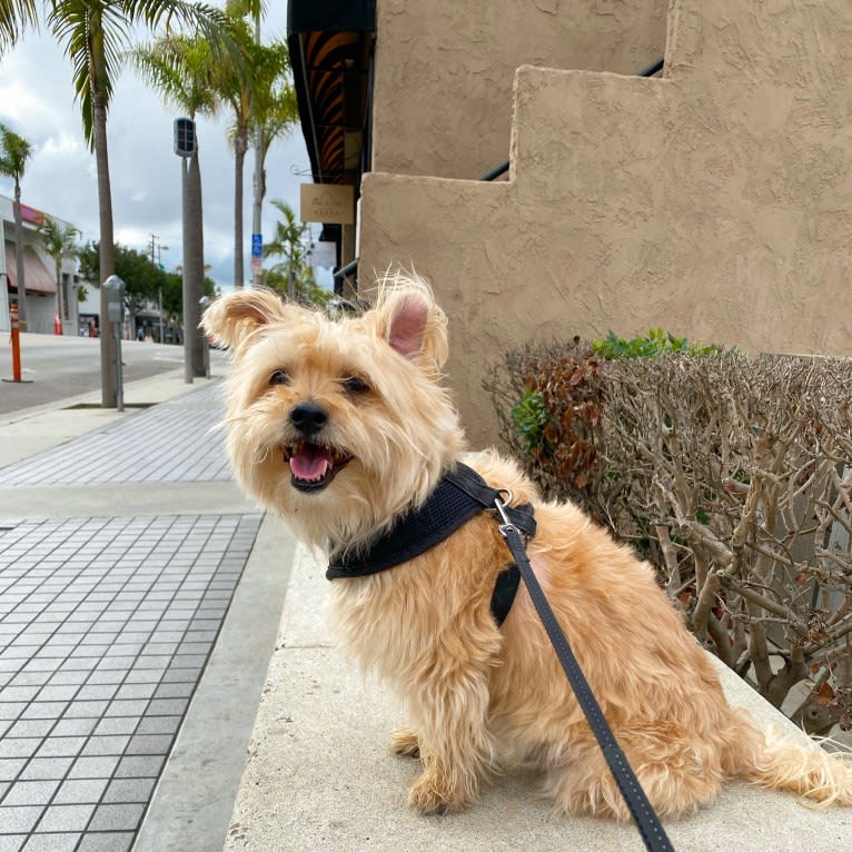 Buster, a Yorkshire Terrier and Coton de Tulear mix tested with EmbarkVet.com