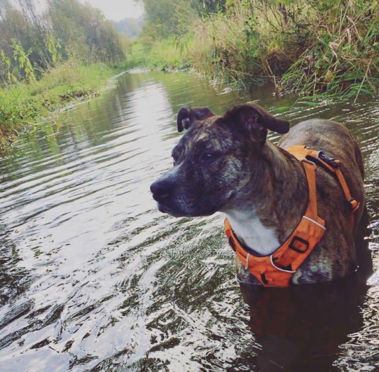 Quinn, an American Pit Bull Terrier and Australian Cattle Dog mix tested with EmbarkVet.com