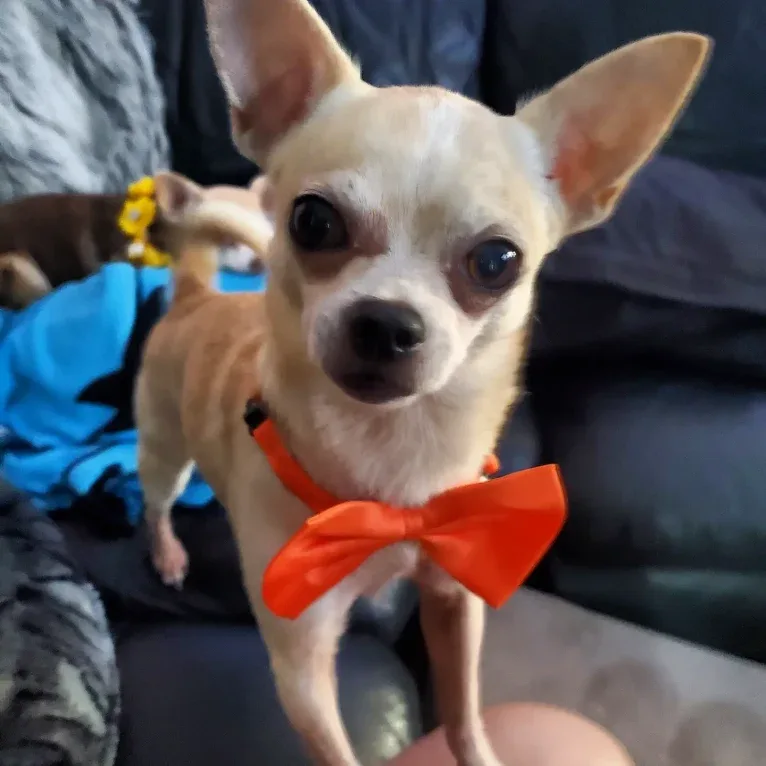 Boomer, a Chihuahua and Rat Terrier mix tested with EmbarkVet.com