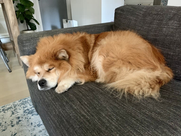 Samantha, a Chow Chow and Labrador Retriever mix tested with EmbarkVet.com