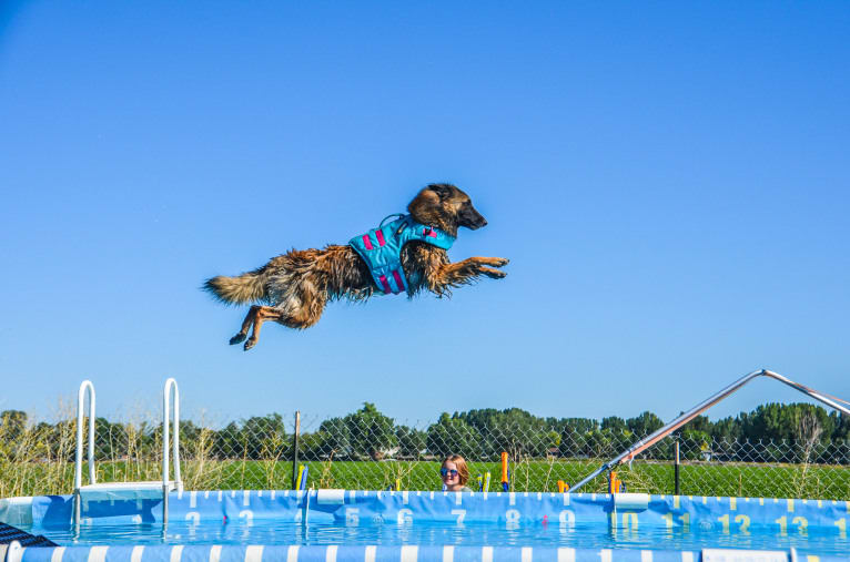 Brekka, a Belgian Shepherd tested with EmbarkVet.com