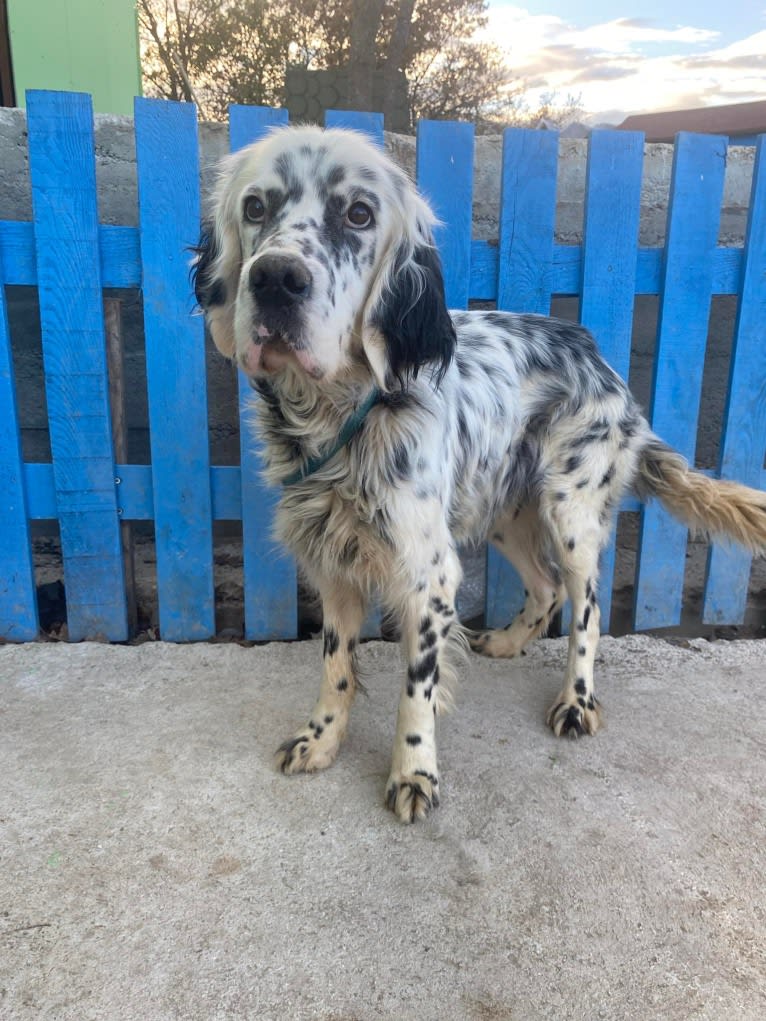 Merlin, a Llewellin Setter and English Setter mix tested with EmbarkVet.com