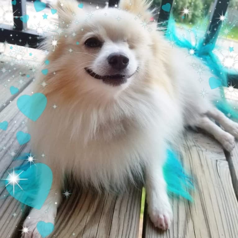 Miruko, a Pomeranian tested with EmbarkVet.com