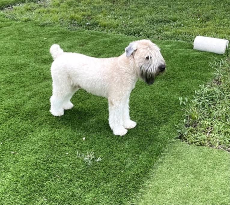 Otis, a Soft Coated Wheaten Terrier tested with EmbarkVet.com