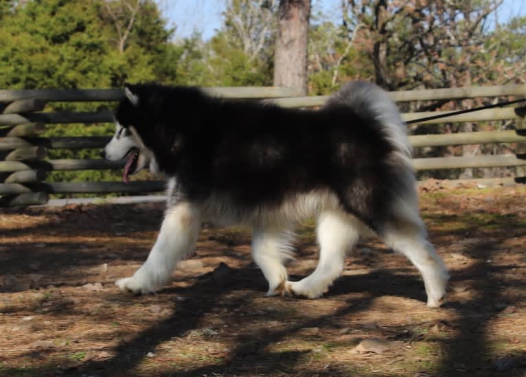 Padfoot, a Siberian Husky tested with EmbarkVet.com