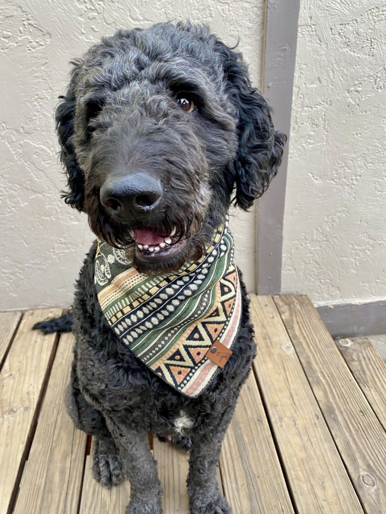 Sammy, a Goldendoodle tested with EmbarkVet.com