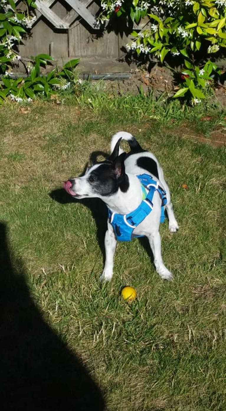 Topper, a Chihuahua tested with EmbarkVet.com