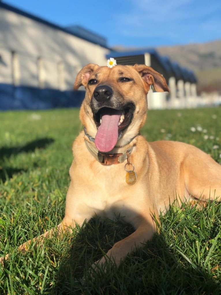 Momo, a German Shepherd Dog and Labrador Retriever mix tested with EmbarkVet.com