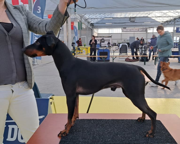 Basil, a Manchester Terrier (Toy) and Russell-type Terrier mix tested with EmbarkVet.com