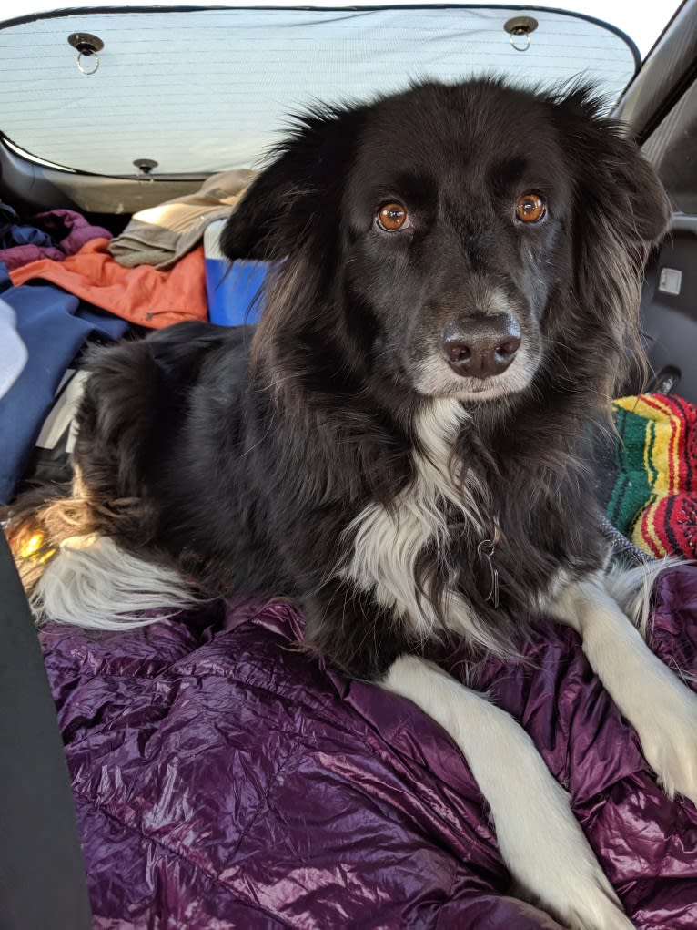 Bella, a Border Collie and Pembroke Welsh Corgi mix tested with EmbarkVet.com