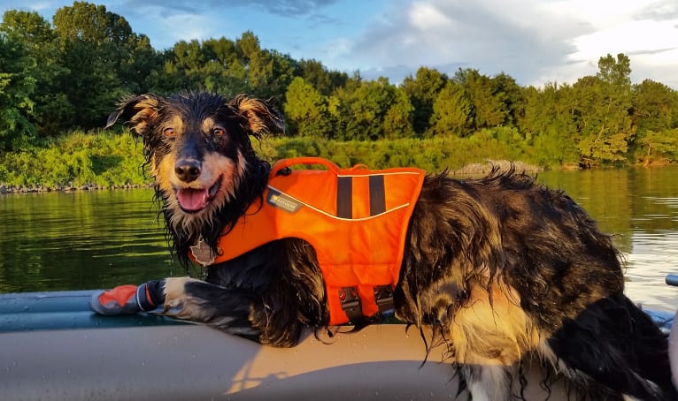 Maple, an English Shepherd tested with EmbarkVet.com