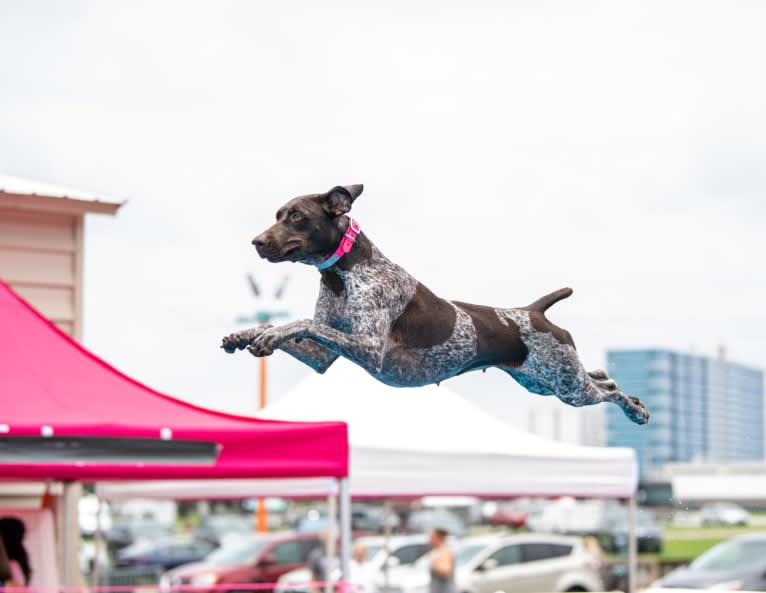 Cadence, a German Shorthaired Pointer tested with EmbarkVet.com