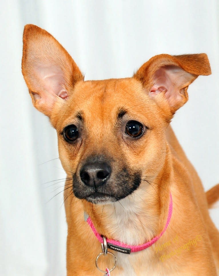 Luna, a Chihuahua and Rat Terrier mix tested with EmbarkVet.com